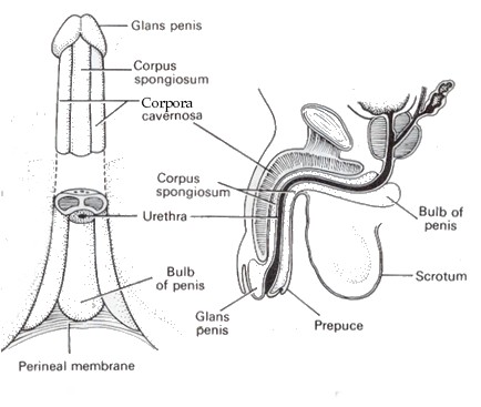 Bulb Of The Penis